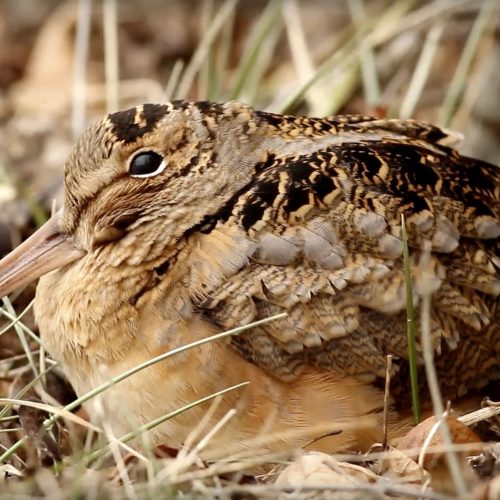 American-Woodcock-Camouflaged
