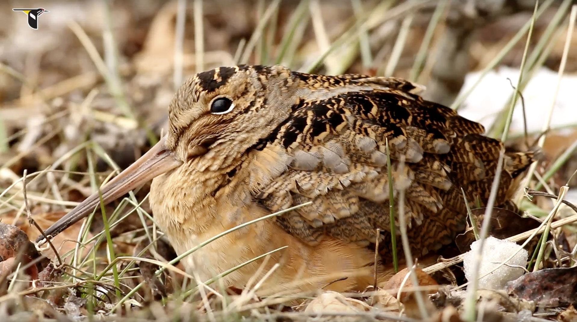 American-Woodcock-Camouflaged