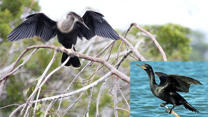Anhinga perched on bush with wings spread mostly dark bird, separate image of Neotropic Cormorant an all dark bird by water spreading wings