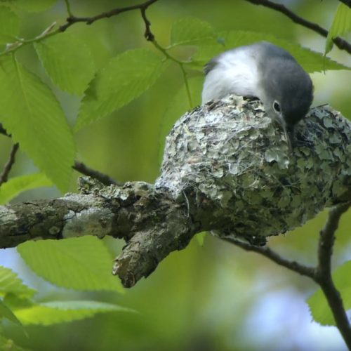 Blue-gray-Gnatcatcher-Tends-Nest