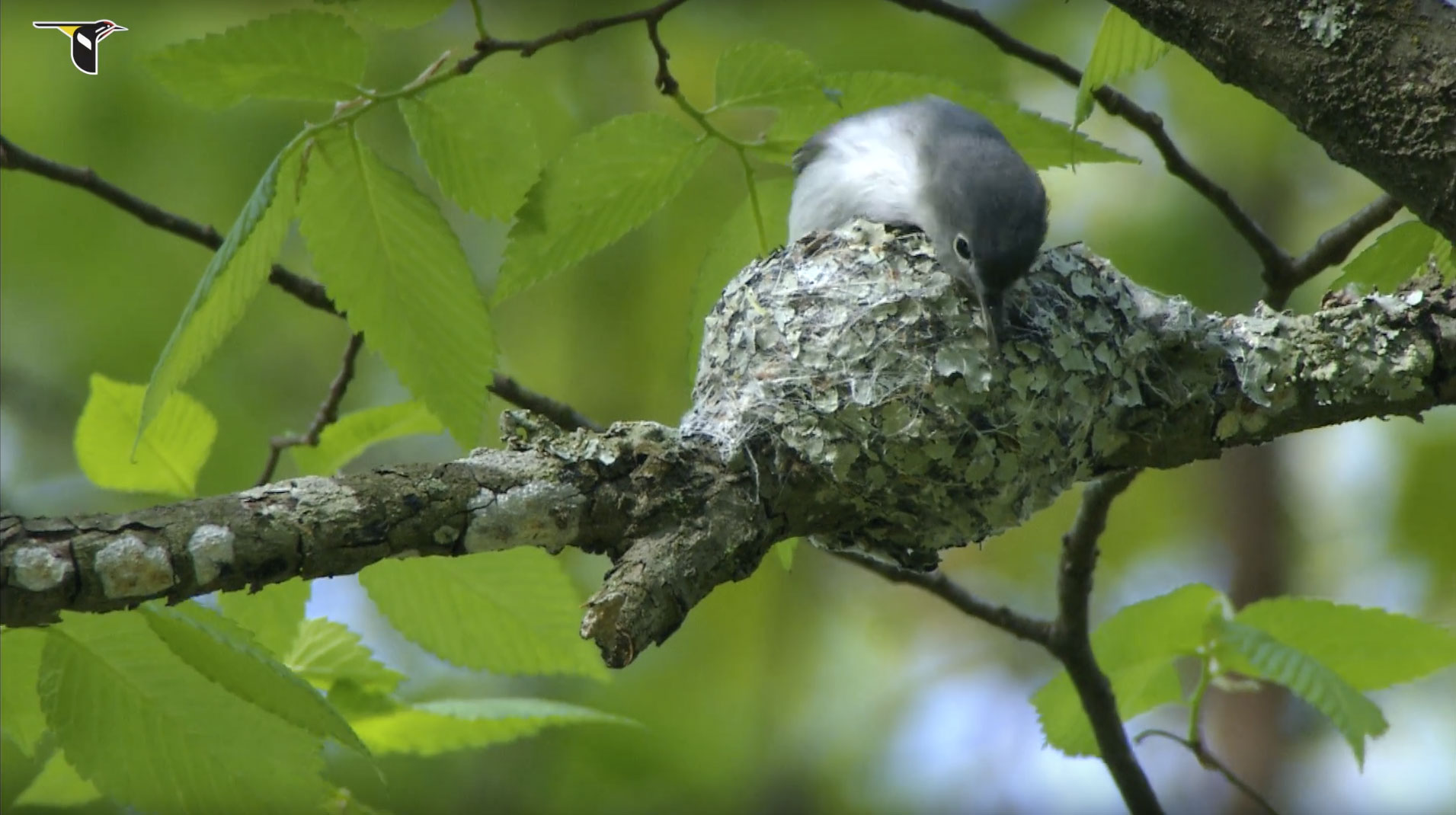Blue-gray-Gnatcatcher-Tends-Nest