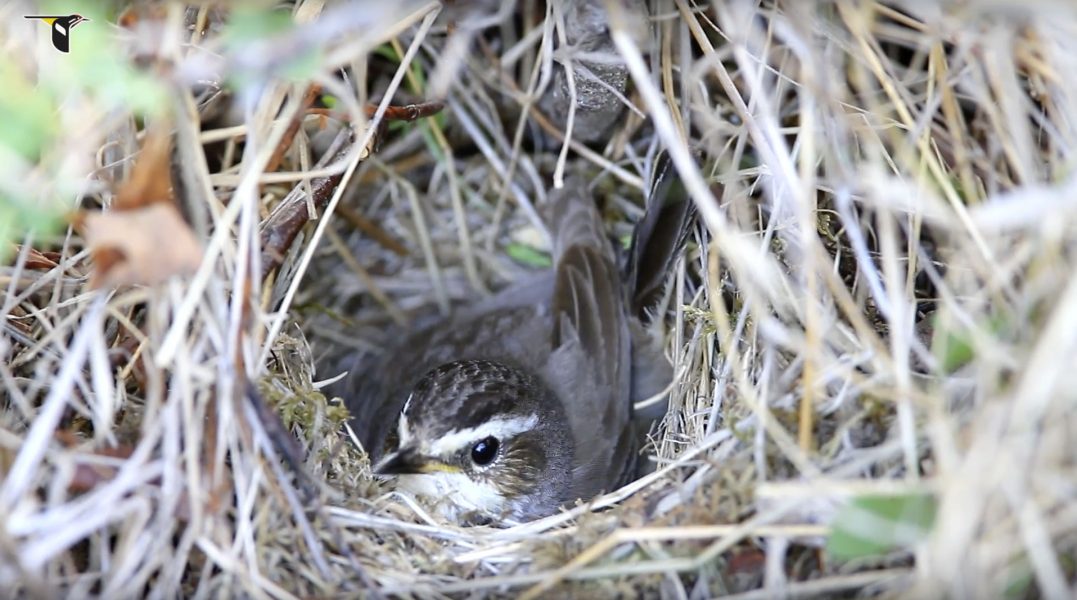 Nesting Fields of Study Bird Academy • The Cornell Lab