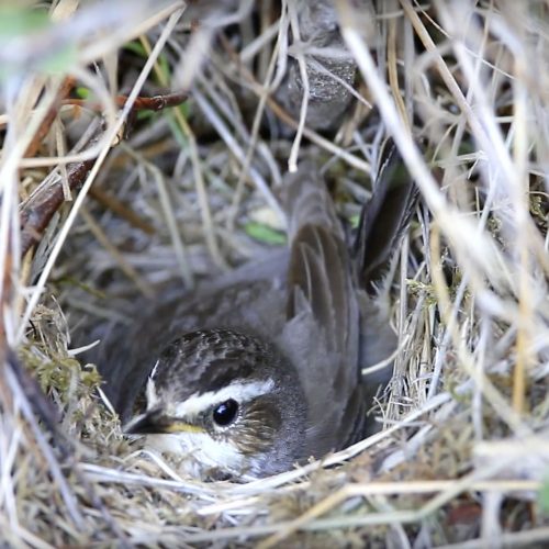 Bluethroat-Broods-On-Nest