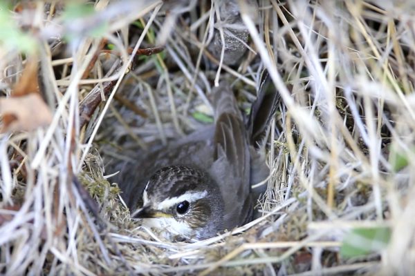 Bluethroat-Broods-On-Nest