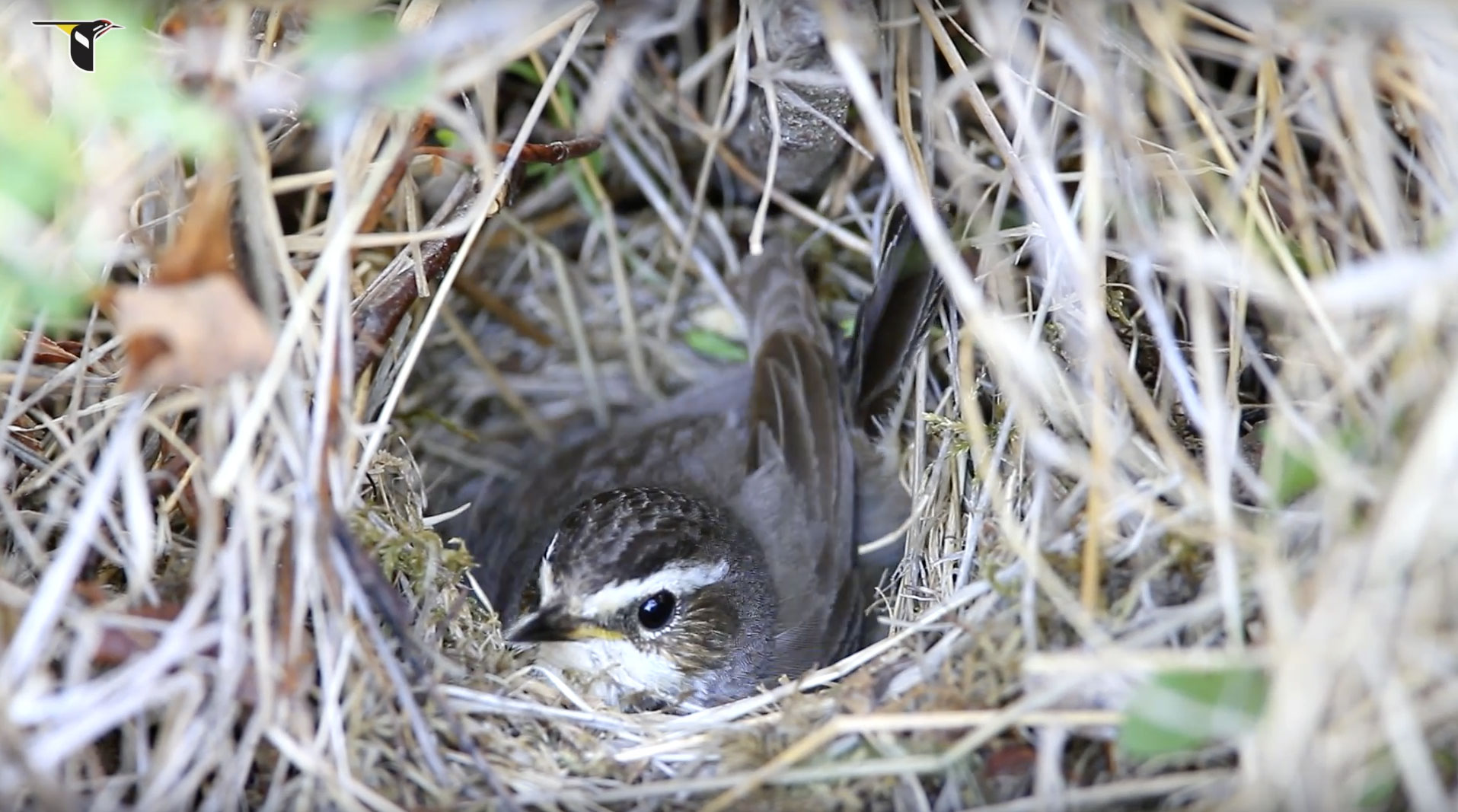 Bluethroat-Broods-On-Nest