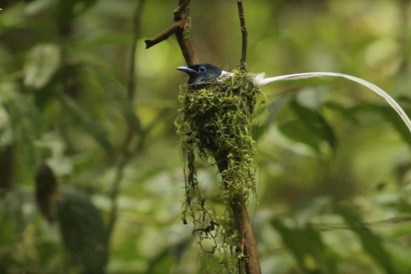 Blyth's-Paradise-Flycatchers-Nest-care