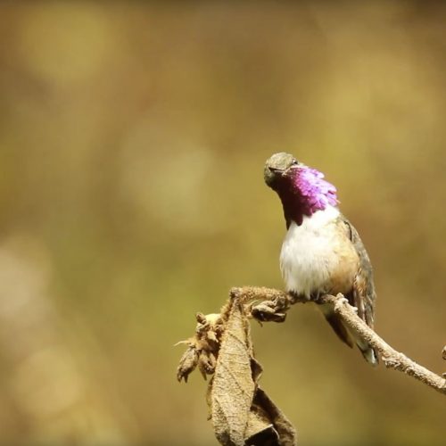 Bumblebee-Hummingbird-Throat-Feathers