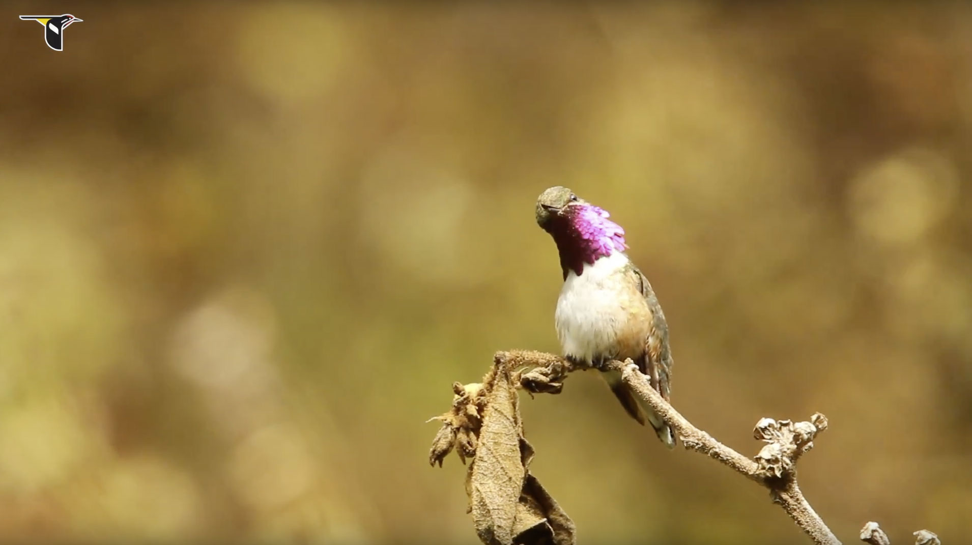 Bumblebee-Hummingbird-Throat-Feathers