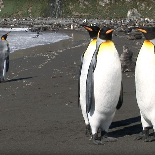 Contour-Feathers-of-the-King-Penguin