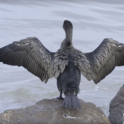 Double-crested-Cormorant-dries-its-feathers
