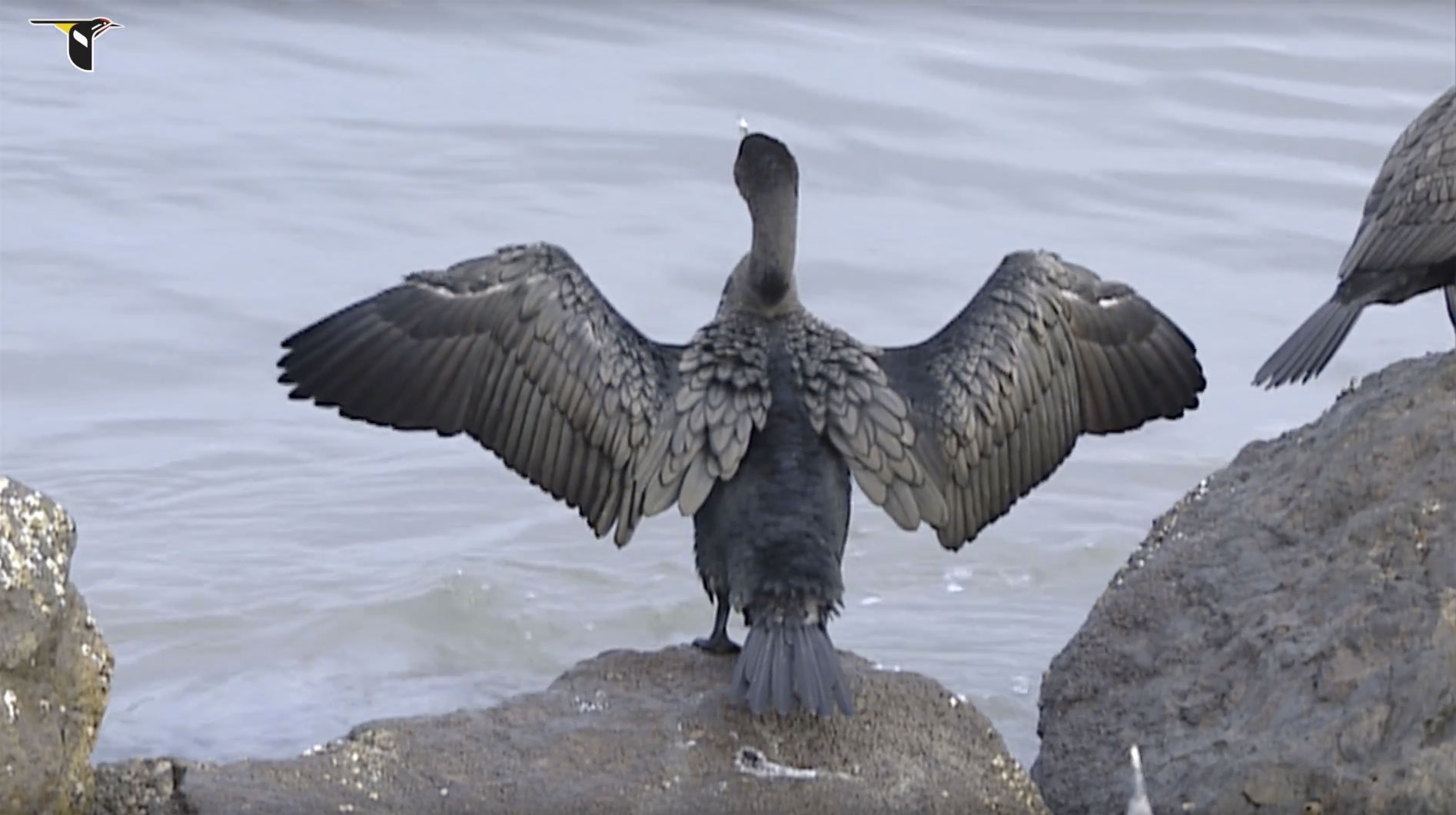 Double-crested-Cormorant-dries-its-feathers