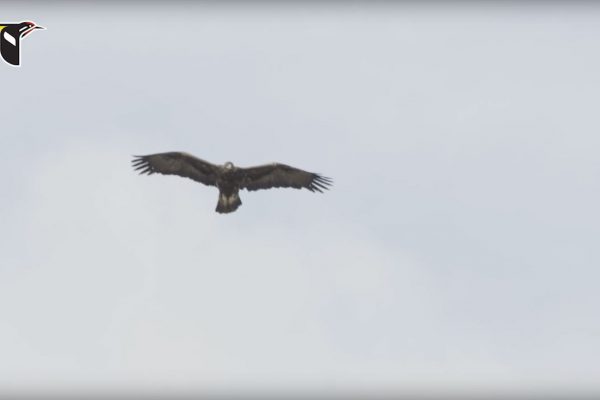 Golden-Eagle-in-a-Hunting-Stoop