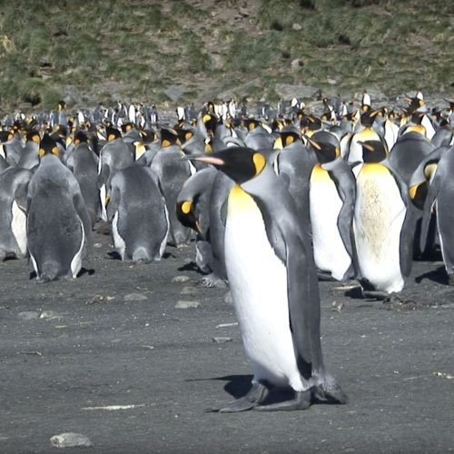 King-Penguins-Incubating-Eggs-with-their-Feet