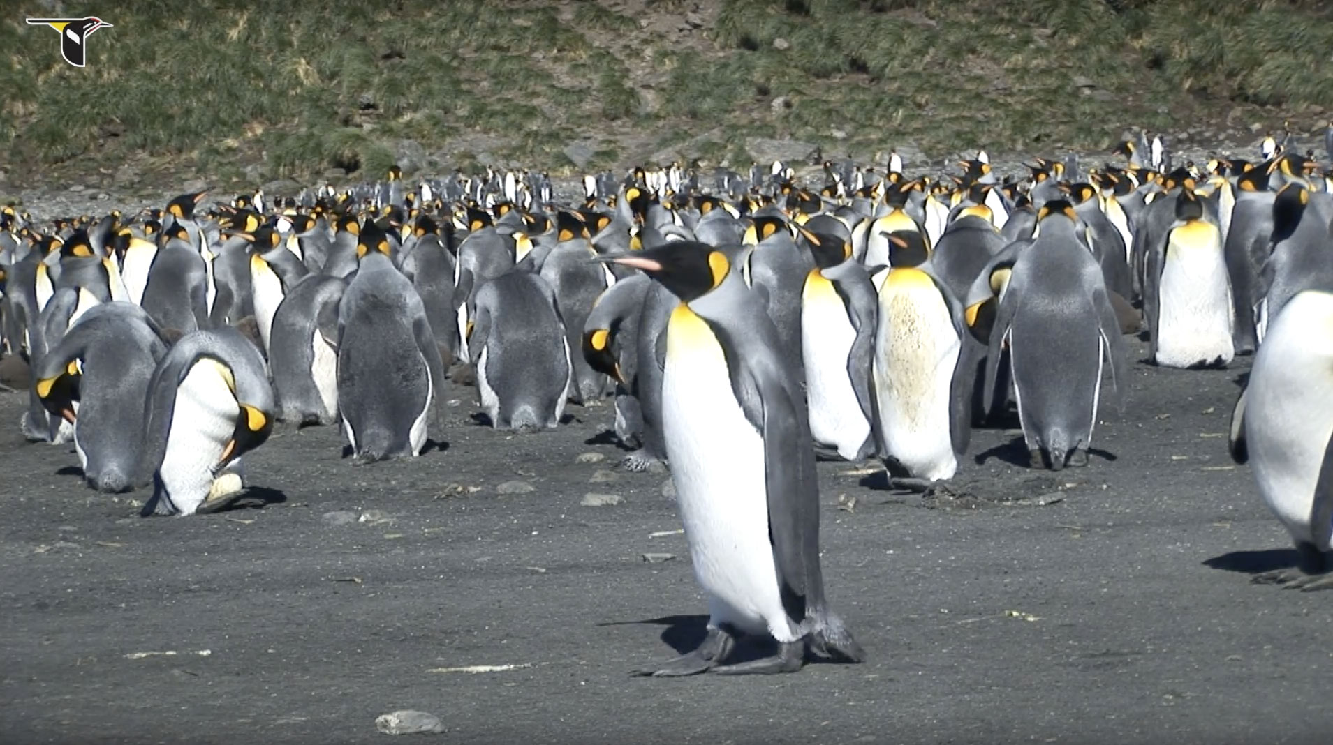 King-Penguins-Incubating-Eggs-with-their-Feet