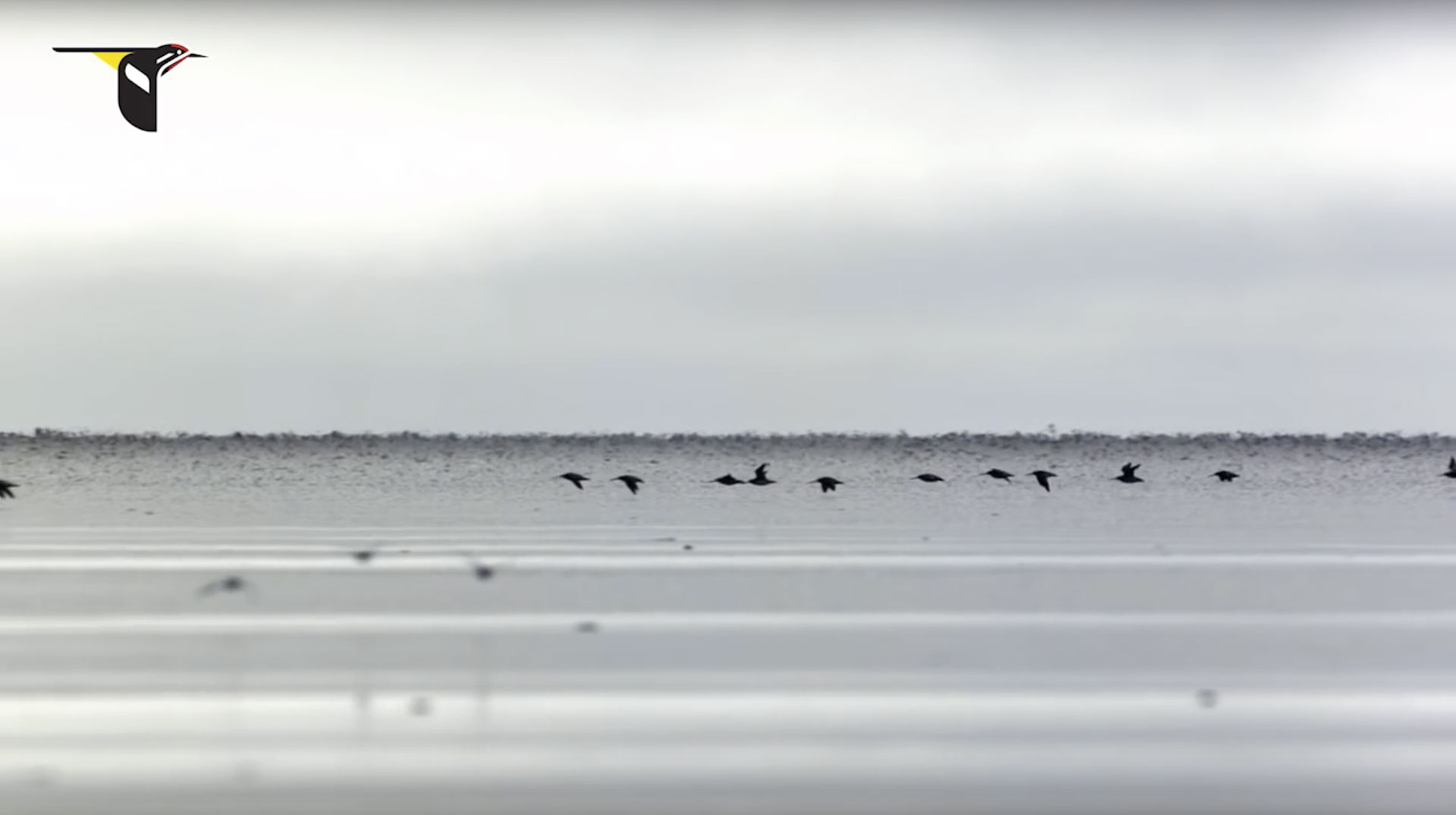 Hudsonian Godwits in Flight