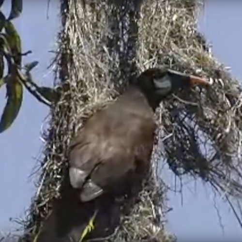 Montezuma-Oropendola-nest