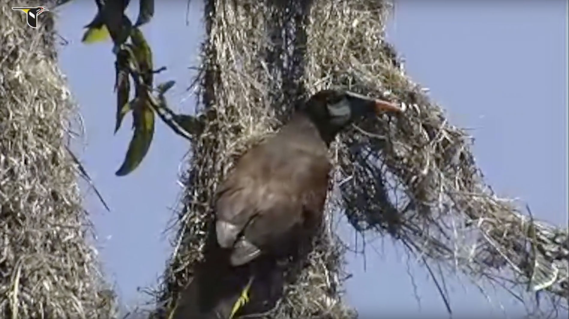 Montezuma-Oropendola-nest