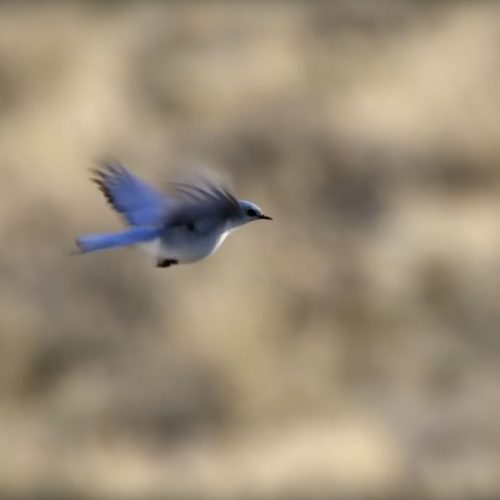 Mountain Bluebird Flying Into the Wind