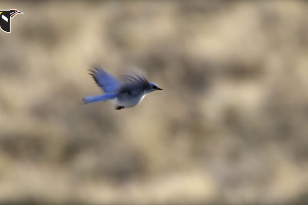 Mountain Bluebird Flying Into the Wind