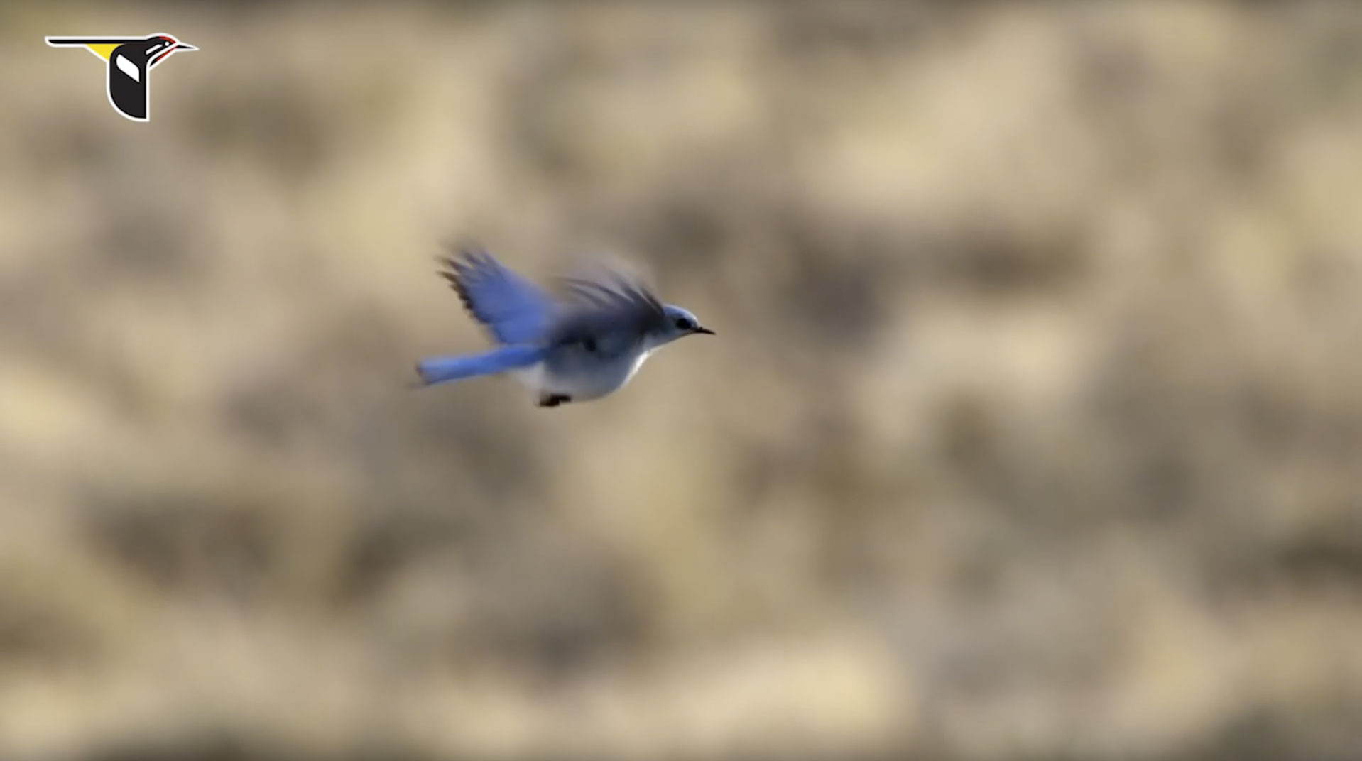 Mountain Bluebird Flying Into the Wind