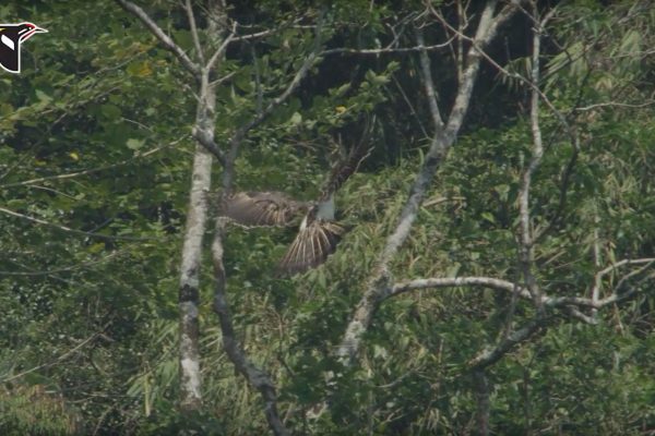 Philippine Eagle Landing