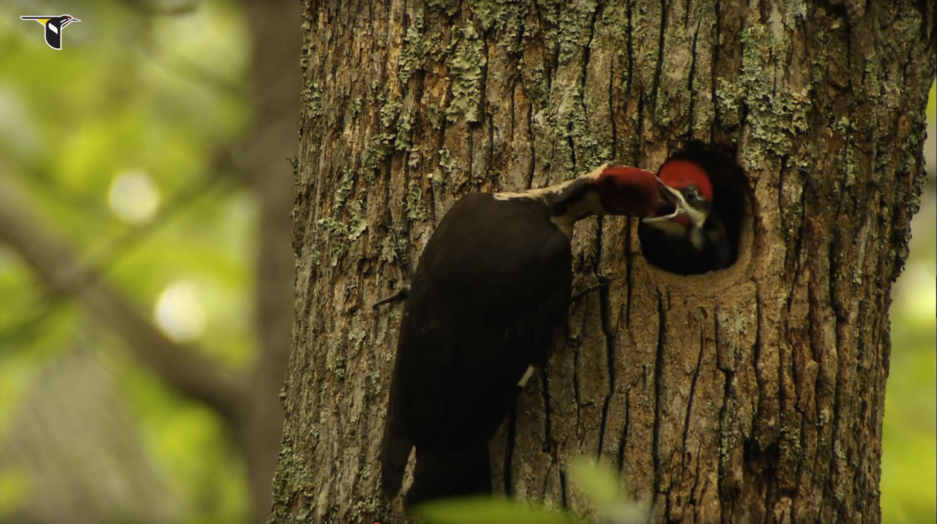 Pileated Woodpecker Male and neslings