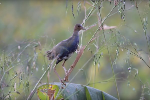 Purple Gallinule foraging