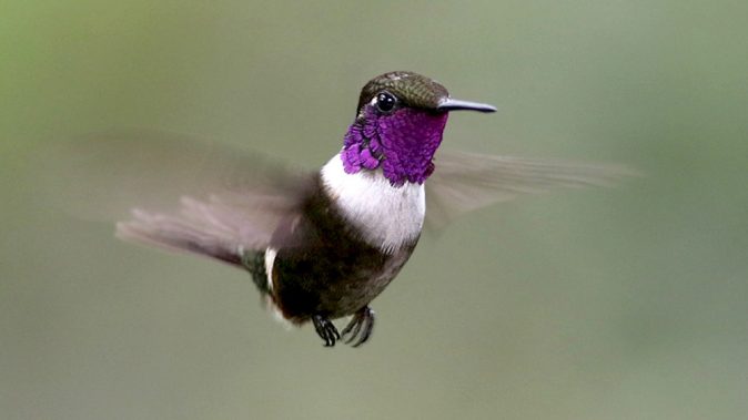 flying hummingbird, green on head and body, purple throat, white collar, long thin, narrow, black bill
