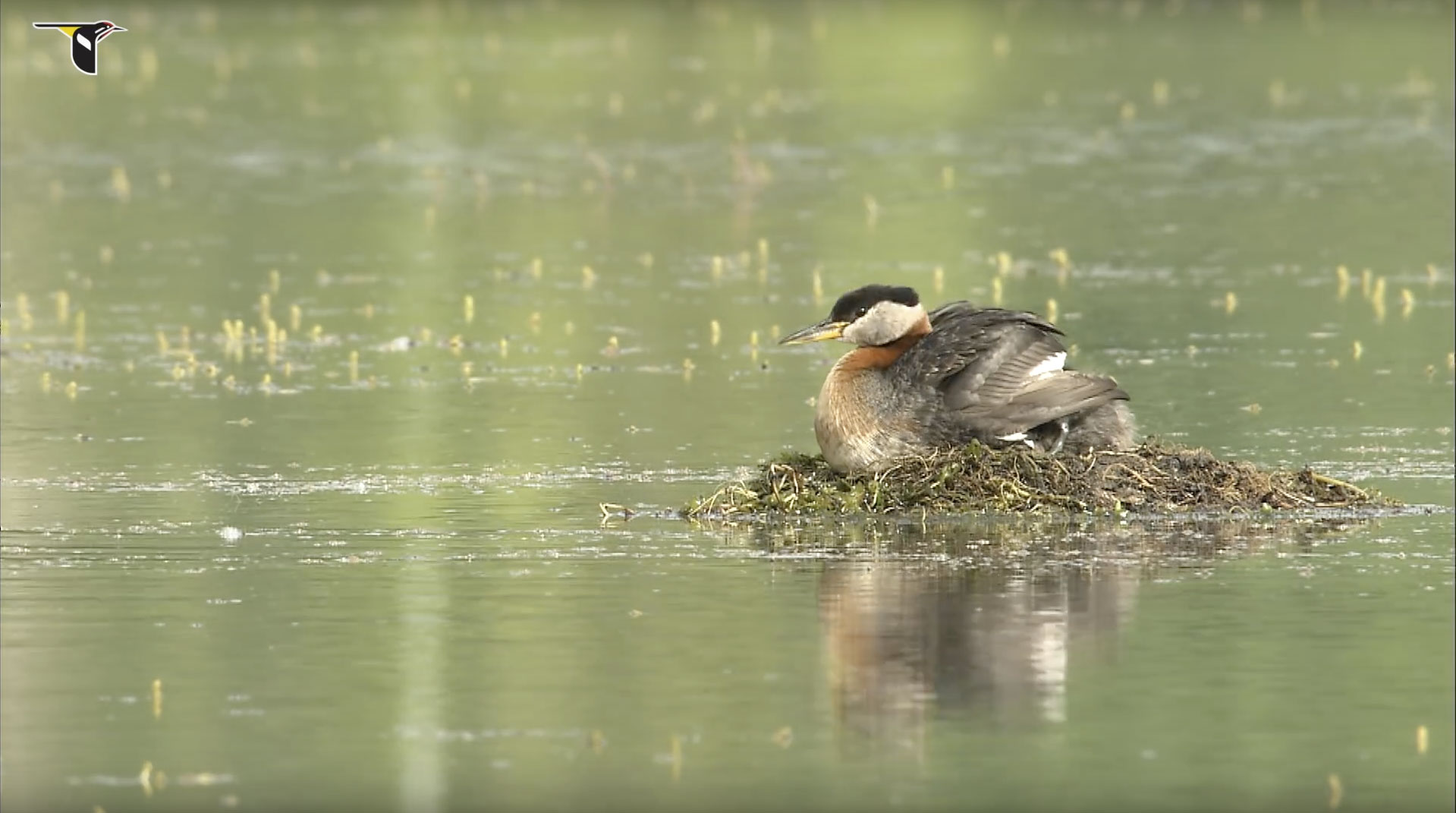 Red-necked Grebe on nest