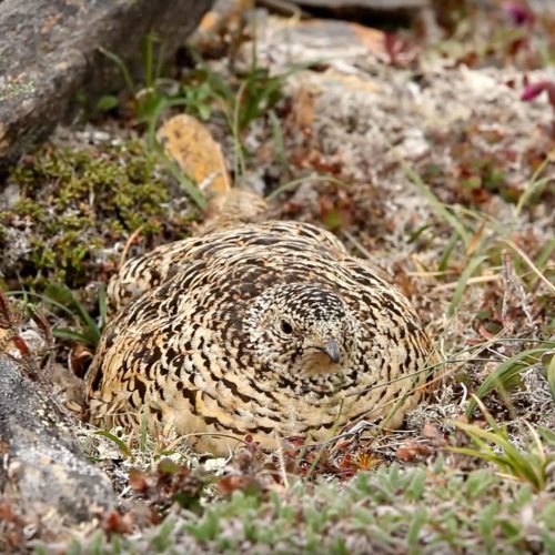 Rock Ptarmigan on nest