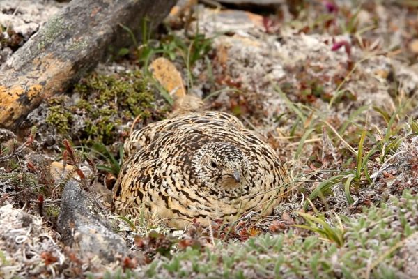 Rock Ptarmigan on nest