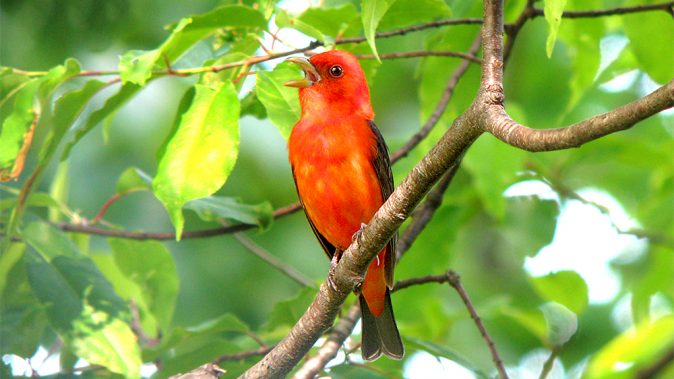 red song bird, Scarlet Tanager singing perched on a tree branch