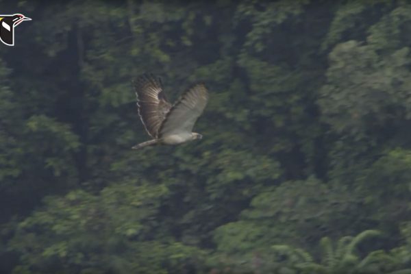 Philippine Eagle in flight