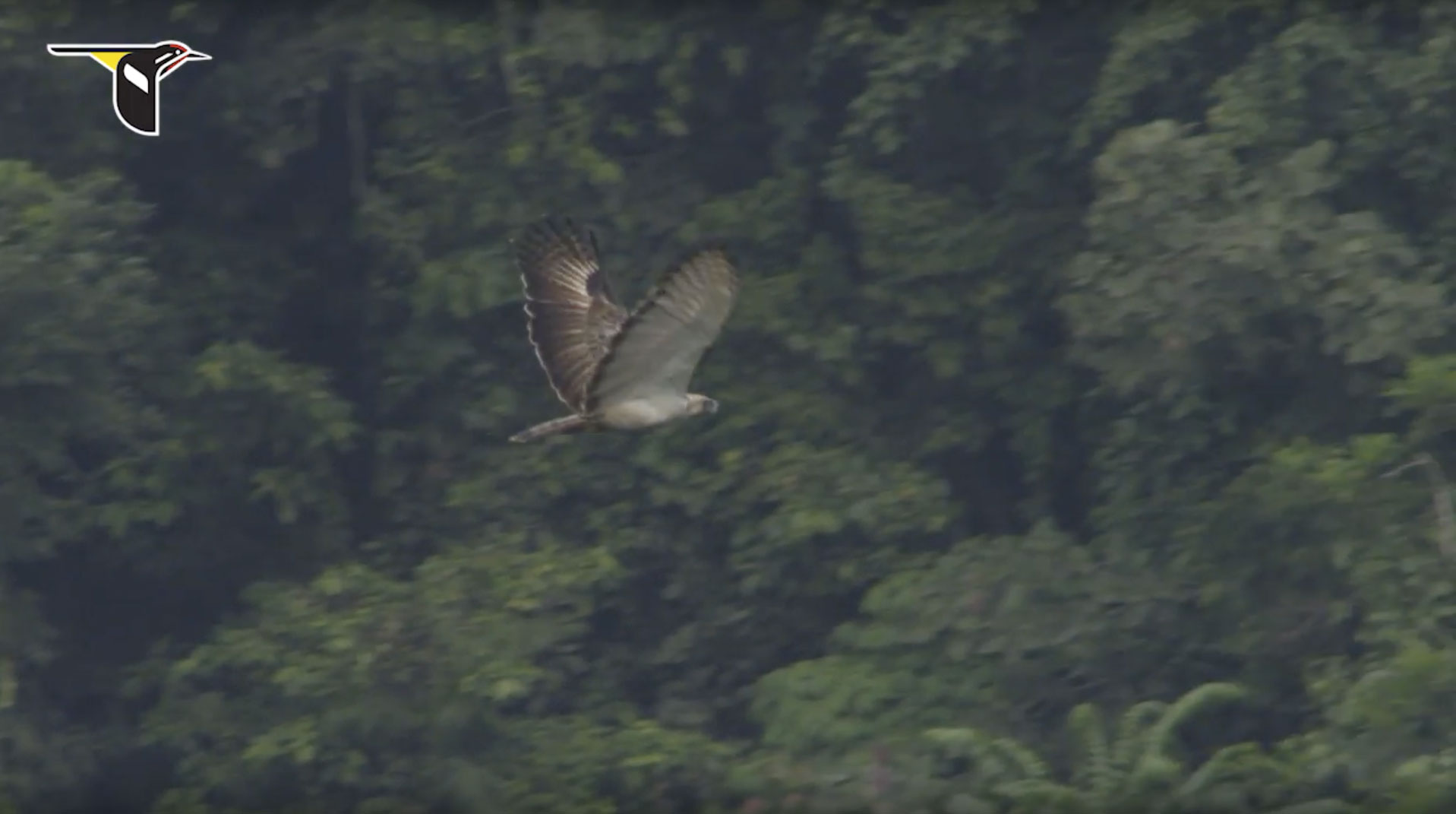 Philippine Eagle in flight