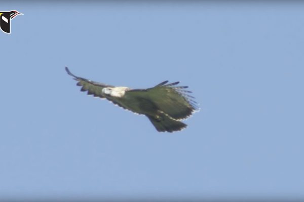 Philippine Eagle Soaring