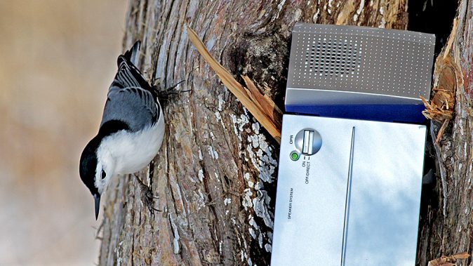 White-breasted nuthatch facing down next to a small speaker. Nuthatch has black cap, white breast and underside and slaty back and wings. Very pointed black bill.