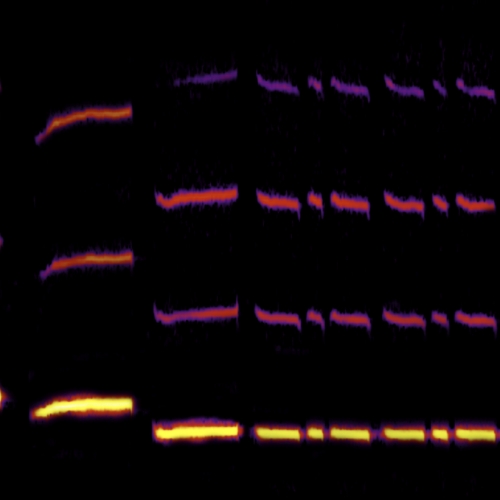 Spectrogram of a White-throated Sparrow Song
