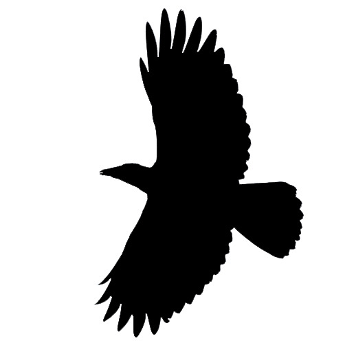 Amer_Crow_juve_flyNY2016KevinJMcGowan_6141-052_silhouette_square | Bird ...