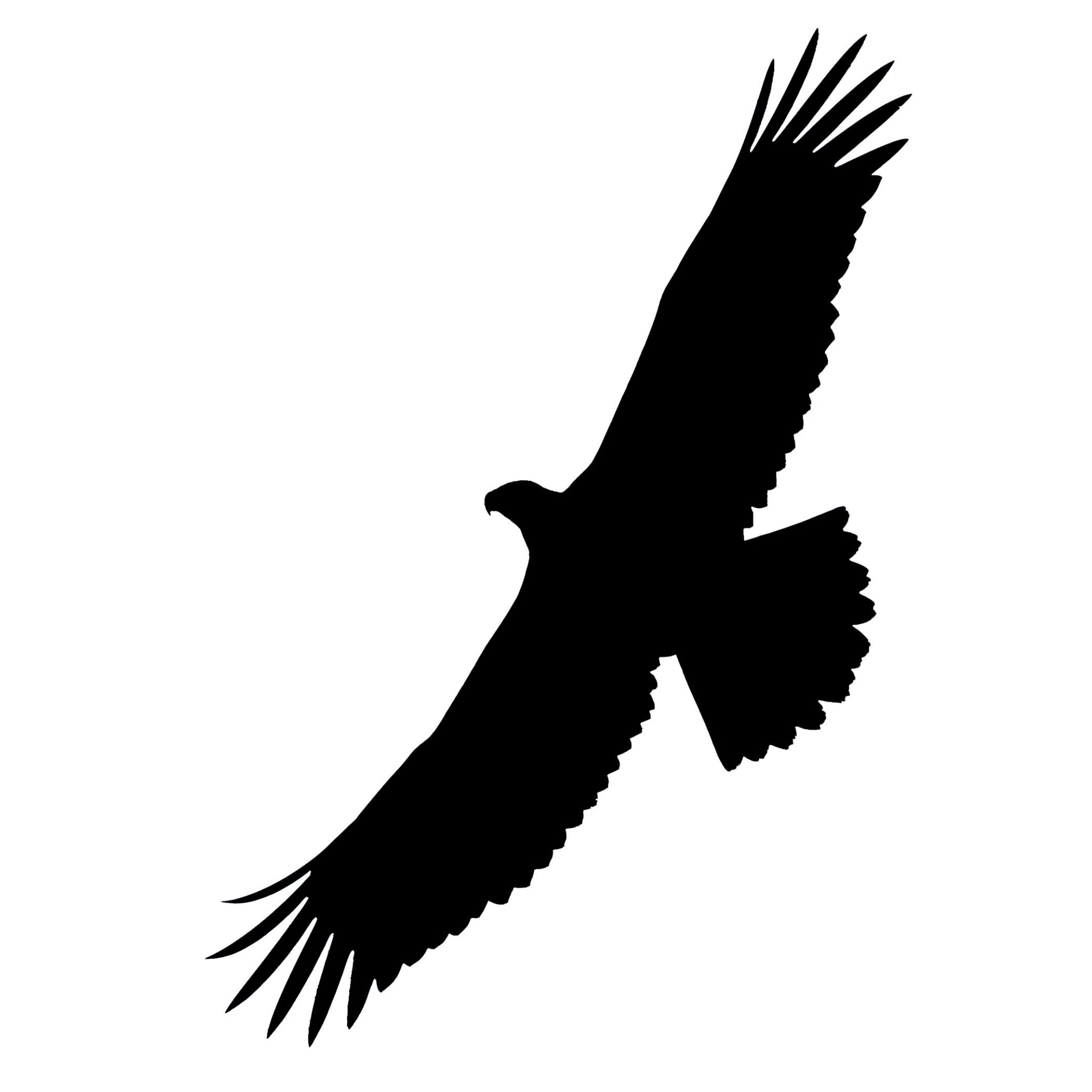 Bald Eagle juvenile flying Seneca Co, NY 17Jun12 kjm_9704-1122