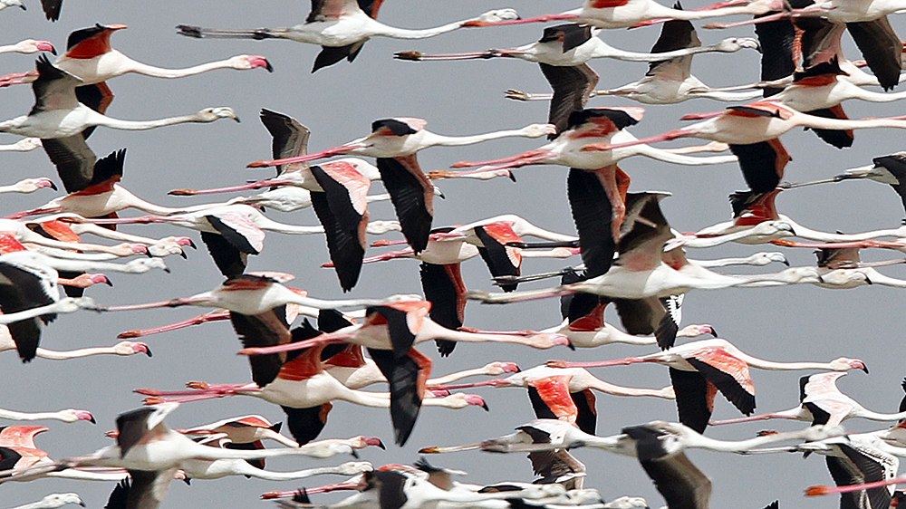 Dense flock of flying flamingos