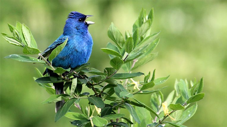 Mostly blue bird singing perched on green, leafy twigs with bill open singing. Indigo Bunting male