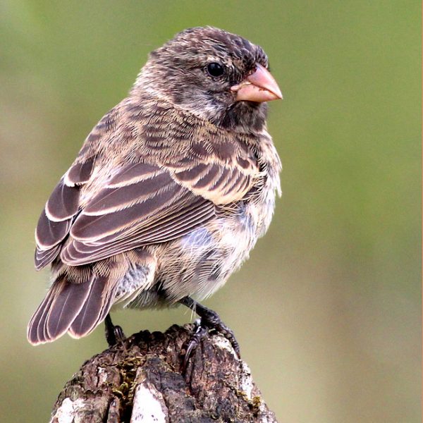 Medium Ground-Finch Santa Cruz, Galapagos, Ecuador 17May14 Shawn ...