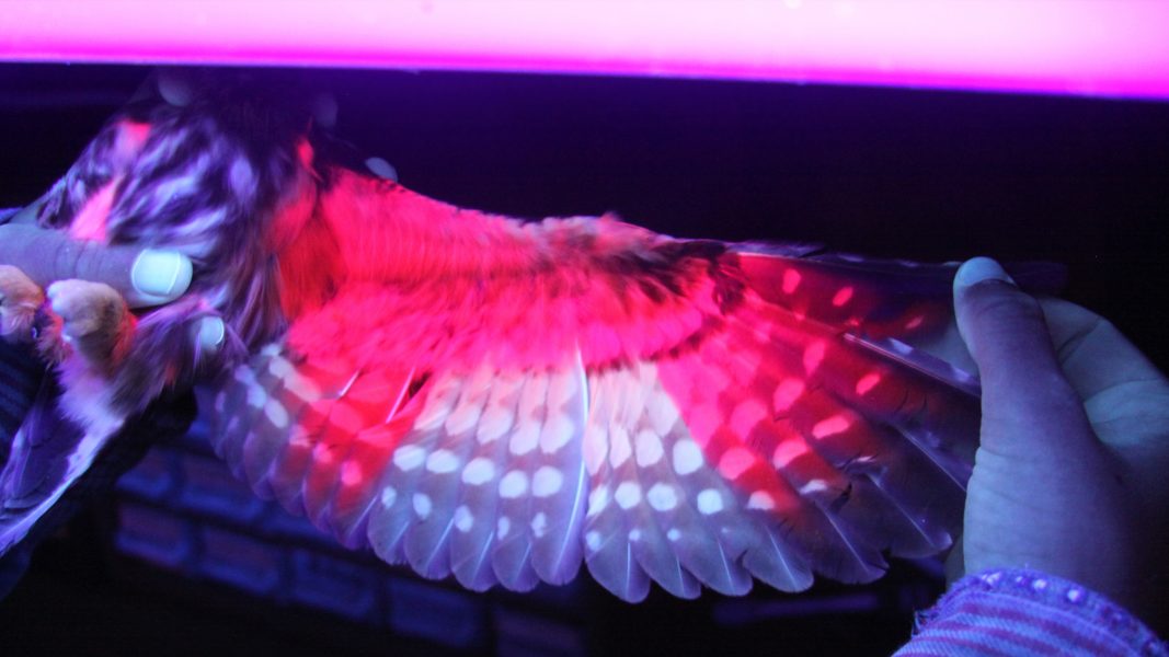 captive Northern Saw-whet Owl with its wing spread out under a UV light with parts of the feather tracts glowing rasberry red