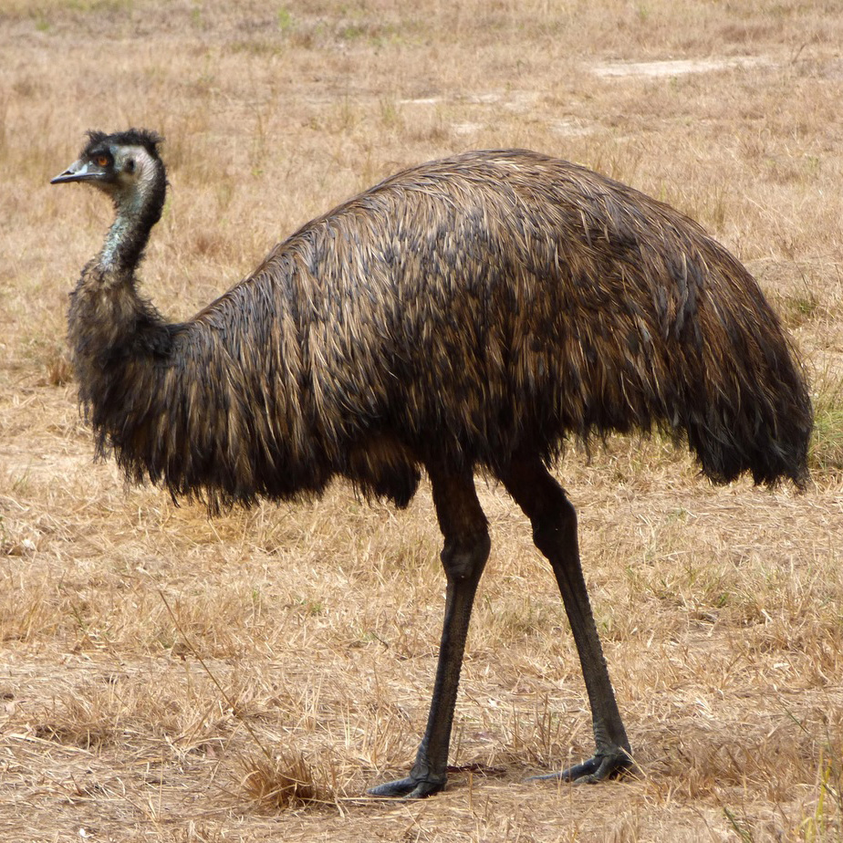 Emu_May_2015Australia_Douglas Long _ML33913441 | Bird Academy • The ...