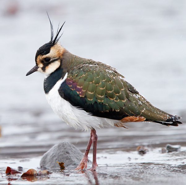 Northern Lapwing 2016 Iceland Yann Kolbeinsson  Ml23897261 Square 