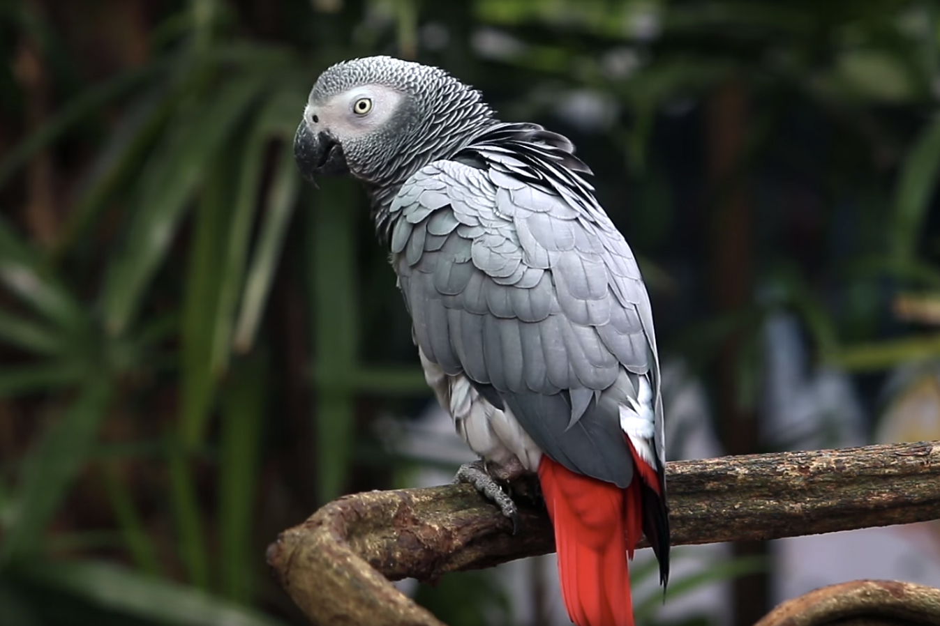 African Grey Parrot: Species in Decline | Bird Academy • The Cornell Lab