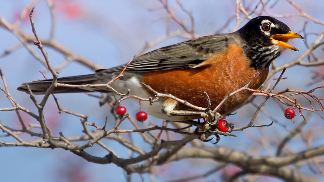 Bird academy. Странствующий Дрозд. Красивые фото птицы Странствующий Дрозд. American Robin Summer. Healing Bird.