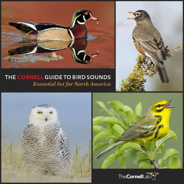 The Cornell Guide to Bird Sounds Essential Set for North America