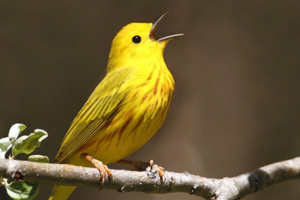 Yellow Warbler