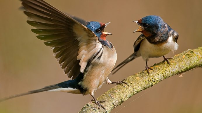 Two Barn Swallow posturing
